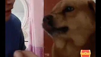 狗子直播爆料是真的吗视频,真相揭秘,视频内容真实性分析 第1张 狗子直播爆料是真的吗视频,真相揭秘,视频内容真实性分析 第1张