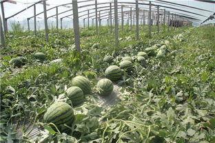 东北哪个网红吃酸瓜好吃,谁家的酸瓜最开胃?” 第2张 东北哪个网红吃酸瓜好吃,谁家的酸瓜最开胃?” 第2张